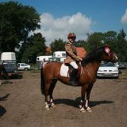 Welsh Pony af Cob-type (sec C) Flying meat-ball