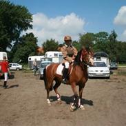 Welsh Pony af Cob-type (sec C) Flying meat-ball