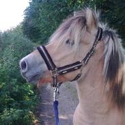 Fjordhest Lukas Hingst