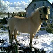 Fjordhest Lukas Hingst