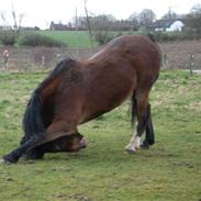 Anden særlig race Basse