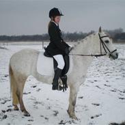 Sportsaraber (A) Raija