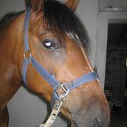 Anden særlig race Basse