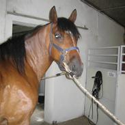 Anden særlig race Basse