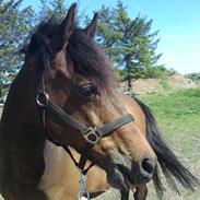 DSP Cappuccino (Cappu)