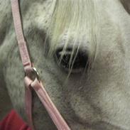 Sportsaraber (A) Raija