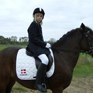 DSP Cappuccino (Cappu)