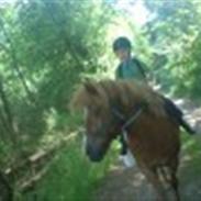 Islænder Baldi fra egense