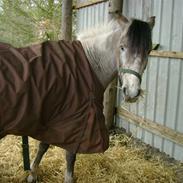 Anden særlig race Charlie :(Gamle part):