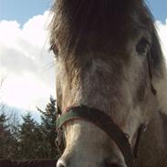 Anden særlig race Charlie :(Gamle part):