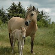 Fjordhest Stella