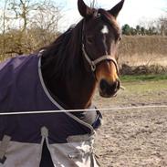 Fuldblod (XX) Fanny R.I.P