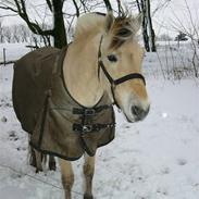 Anden særlig race Lukas