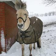 Anden særlig race Lukas