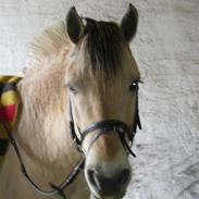 Anden særlig race Lukas