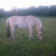 Anden særlig race Lukas