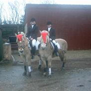 Anden særlig race Lukas