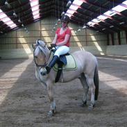 Fjordhest Mattis Røverkonge aflivet