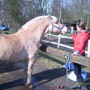 Fjordhest Mattis Røverkonge aflivet