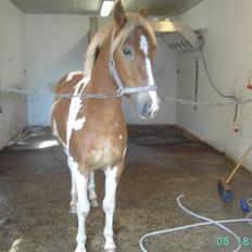 Anden særlig race Flik Flak