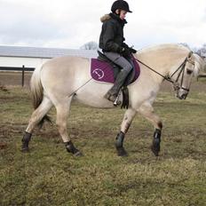 Fjordhest Zindy (Gammel part)