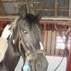 Pinto Melanie [solgt]