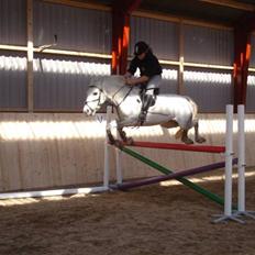 Connemara Dusty SOLGT