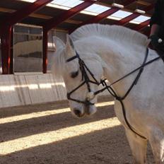 Connemara Dusty SOLGT