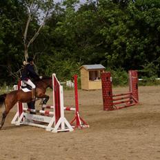 New Forest Team Sødrings Kitti