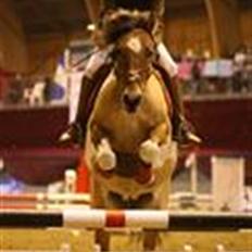 Pinto rishøjes asa  (solgt)