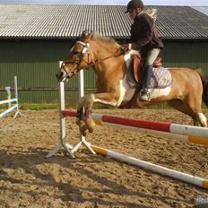 Pinto rishøjes asa  (solgt)