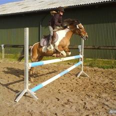 Pinto rishøjes asa  (solgt)