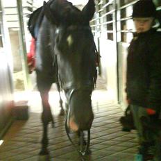 Polsk Varmblod Dukat <33 (SOLGT) :'(