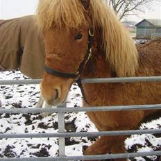 Islænder Blid fra Ørnholm SOLGT