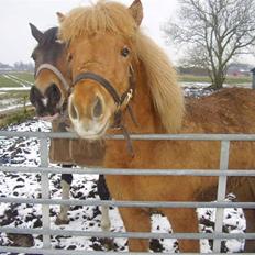 Islænder Blid fra Ørnholm SOLGT