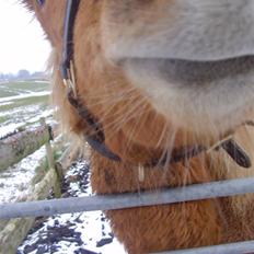 Islænder Blid fra Ørnholm SOLGT