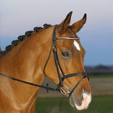 Anden særlig race Rebel R (Aflivet) 