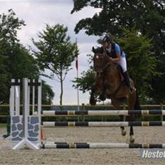 Anden særlig race Rebel R (Aflivet) 