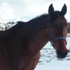 Anden særlig race | Lady <33  Gl. halvpart