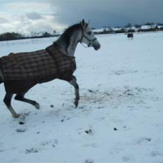 Arabisk fuldblod (OX) zhazir Ibn malik (solgt)