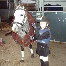 Welsh Pony af Cob-type (sec C) Springsteen