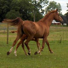 Fuldblod (XX) Mamaia (solgt)