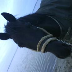 Anden særlig race Laventus ( aflivet )  :'(