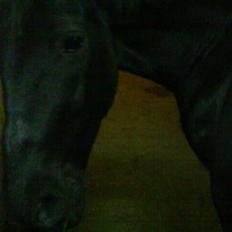 Anden særlig race Laventus ( aflivet )  :'(