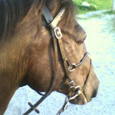 Anden særlig race Laventus ( aflivet )  :'(