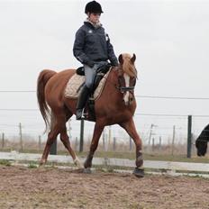 Arabisk fuldblod (OX) Indiana Jones OX †R.I.P†