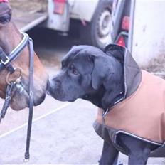 New Forest Lopik`s Hans (Solgt)