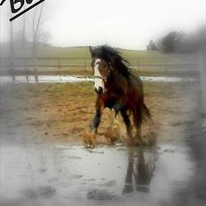 Irish Cob Bakkegårdens Blossom