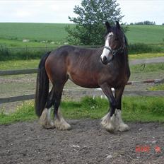 Irish Cob Bakkegårdens Blossom