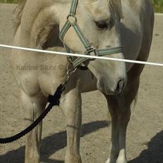 Anden særlig race Kosmo van Klaverborch